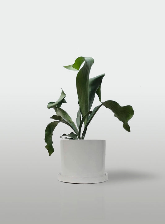 Helecho Cuerno de Alce