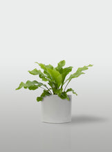 Cargar imagen en el visor de la galería, HELECHO NIDO DE AVE MACETA BLANCA