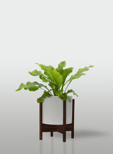 Cargar imagen en el visor de la galería, HELECHO NIDO DE AVE MACETA BLANCA BASE NOGAL