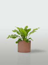 Cargar imagen en el visor de la galería, HELECHO NIDO DE AVE MACETA TERRACOTA