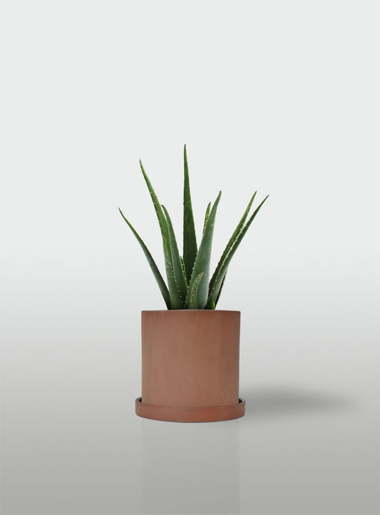 ALOE VERA MACETA TERRACOTA CON PLATO