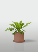Cargar imagen en el visor de la galería, HELECHO NIDO DE AVE MACETA TERRACOTA CON PLATO
