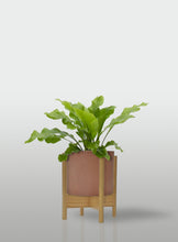 Cargar imagen en el visor de la galería, HELECHO NIDO DE AVE MACETA TERRACOTA BASE MAPLE