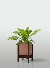 Cargar imagen en el visor de la galería, HELECHO NIDO DE AVE MACETA TERRACOTA BASE NOGAL