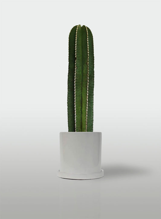 Cactus Órgano