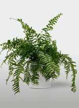Cargar imagen en el visor de la galería, Helecho Macho