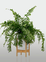 Cargar imagen en el visor de la galería, Helecho Macho