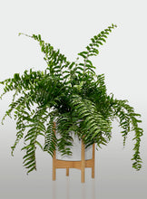 Cargar imagen en el visor de la galería, Helecho Macho