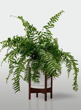 Cargar imagen en el visor de la galería, Helecho Macho