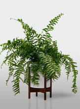 Cargar imagen en el visor de la galería, Helecho Macho