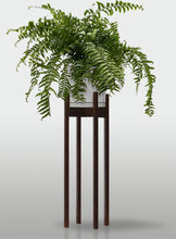 Cargar imagen en el visor de la galería, Helecho Macho
