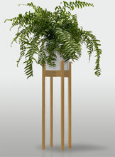 Cargar imagen en el visor de la galería, Helecho Macho