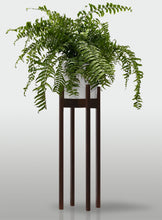 Cargar imagen en el visor de la galería, Helecho Macho