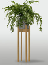 Cargar imagen en el visor de la galería, Helecho Macho
