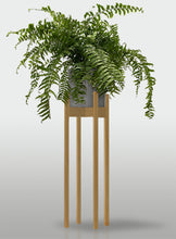 Cargar imagen en el visor de la galería, Helecho Macho