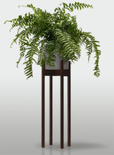 Cargar imagen en el visor de la galería, Helecho Macho