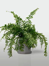 Cargar imagen en el visor de la galería, Helecho Macho