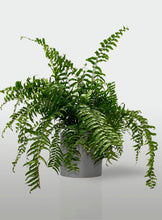 Cargar imagen en el visor de la galería, Helecho Macho