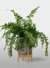 Cargar imagen en el visor de la galería, Helecho Macho