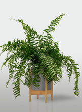 Cargar imagen en el visor de la galería, Helecho Macho