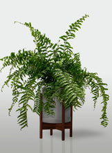 Cargar imagen en el visor de la galería, Helecho Macho