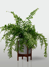 Cargar imagen en el visor de la galería, Helecho Macho