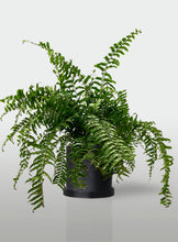 Cargar imagen en el visor de la galería, Helecho Macho