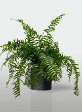 Cargar imagen en el visor de la galería, Helecho Macho