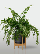 Cargar imagen en el visor de la galería, Helecho Macho