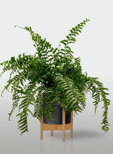 Cargar imagen en el visor de la galería, Helecho Macho