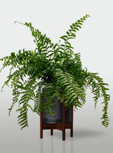 Cargar imagen en el visor de la galería, Helecho Macho