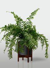 Cargar imagen en el visor de la galería, Helecho Macho