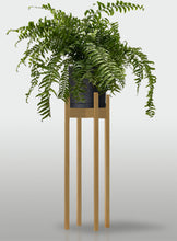 Cargar imagen en el visor de la galería, Helecho Macho
