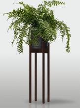 Cargar imagen en el visor de la galería, Helecho Macho