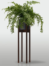 Cargar imagen en el visor de la galería, Helecho Macho