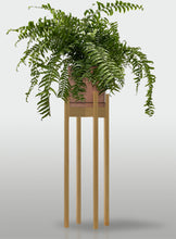 Cargar imagen en el visor de la galería, Helecho Macho