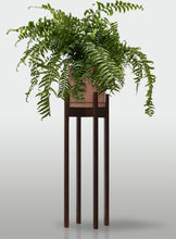 Cargar imagen en el visor de la galería, Helecho Macho