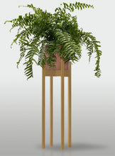 Cargar imagen en el visor de la galería, Helecho Macho