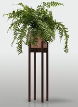 Cargar imagen en el visor de la galería, Helecho Macho