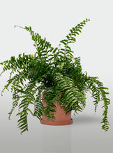 Cargar imagen en el visor de la galería, Helecho Macho