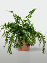 Cargar imagen en el visor de la galería, Helecho Macho