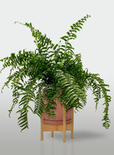 Cargar imagen en el visor de la galería, Helecho Macho