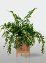Cargar imagen en el visor de la galería, Helecho Macho