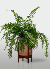 Cargar imagen en el visor de la galería, Helecho Macho