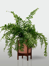 Cargar imagen en el visor de la galería, Helecho Macho