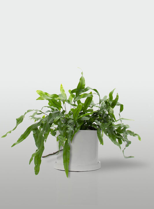 HELECHO CANGURO MACETA BLANCA CON PLATO