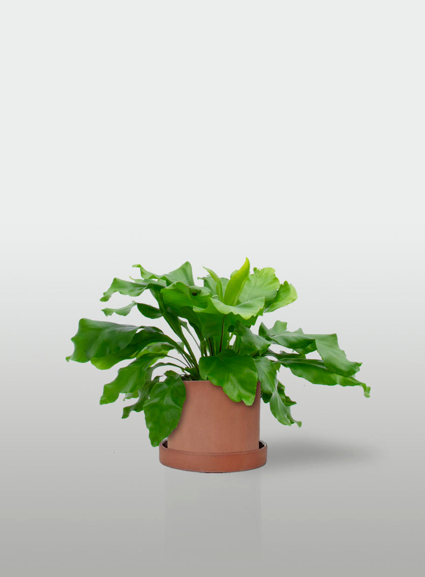 HELECHO NIDO DE AVE MINI MACETA TERRACOTA CON PLATO