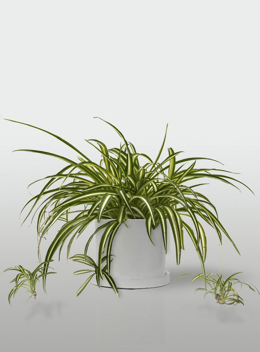 MALA MADRE MACETA BLANCA