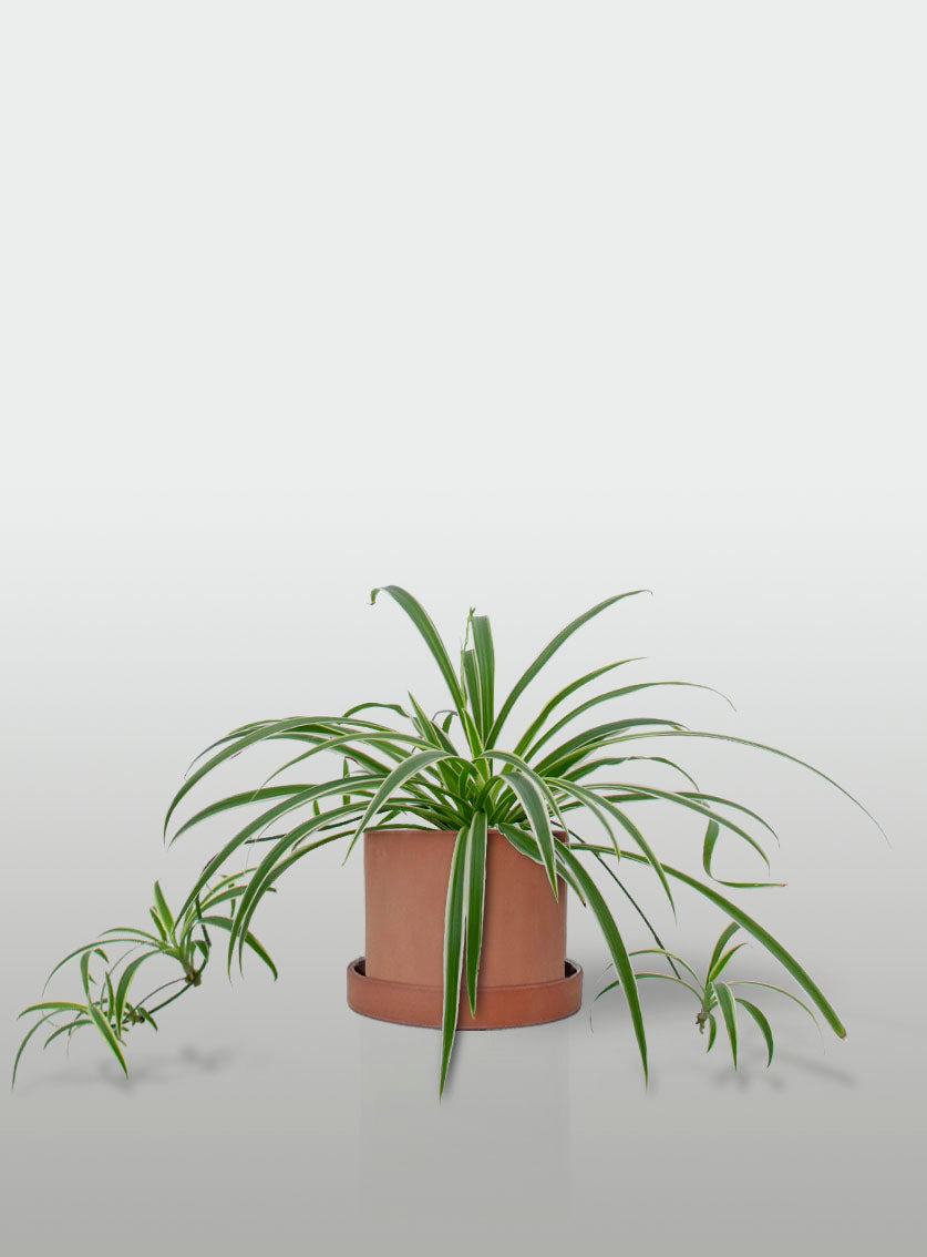 MALA MADRE MINI EN MACETA TERRACOTA CON PLATO