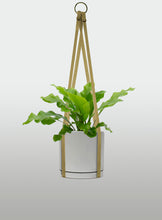 Cargar imagen en el visor de la galería, Helecho Nido de Ave